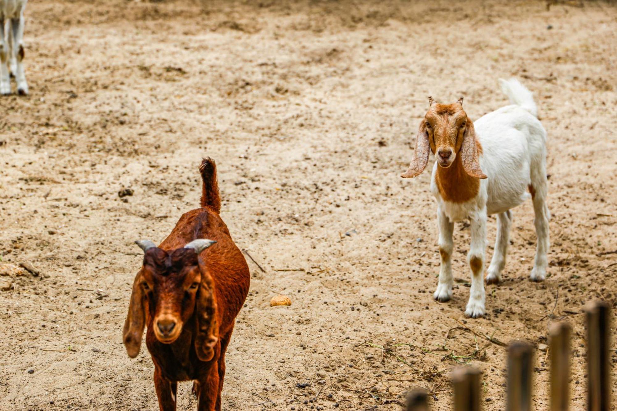 胡深海滩美丽亚度假村 后川 外观 照片 Goats at the zoo