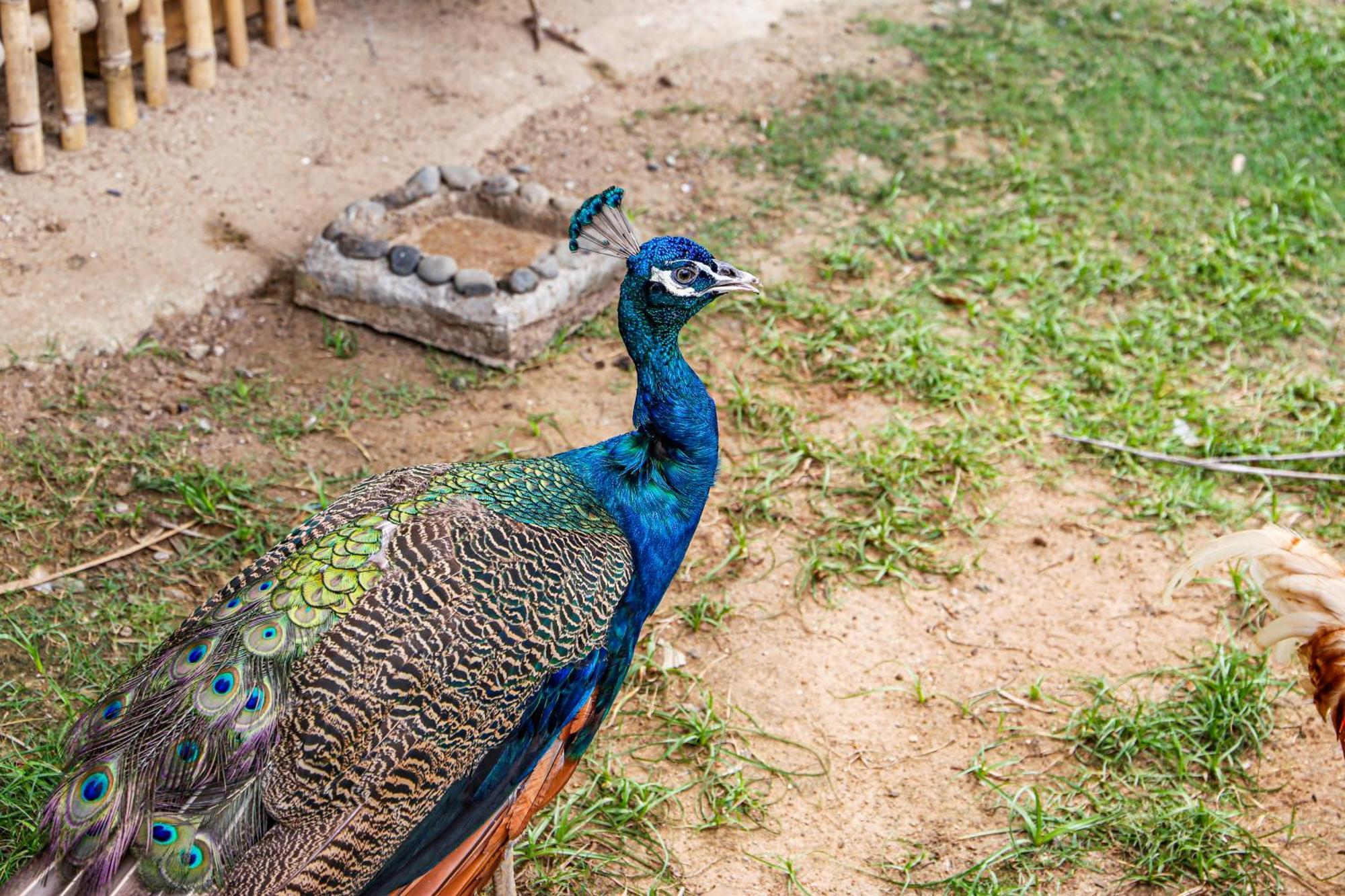 胡深海滩美丽亚度假村 后川 外观 照片 Peacock